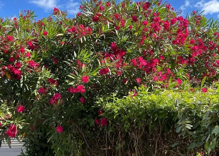 L 'evasion Saint-Cyprien (Pyrenees-Orientales)